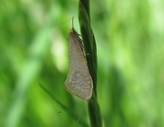 Nematopogon sp. da ID